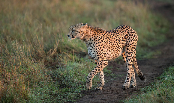 _D9R7726... Cheetah ..." "Acinonyx jubatus".. Male .. Masai Mara Kenya.