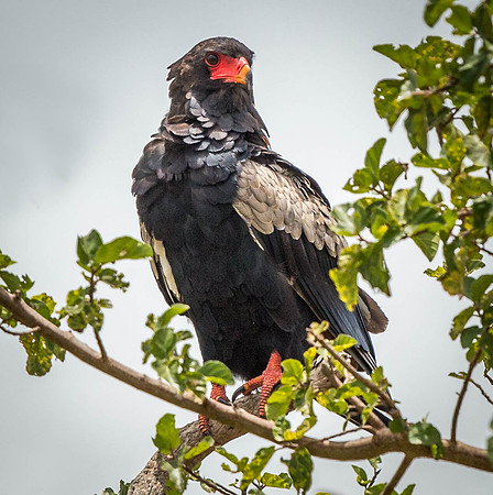 _D9R1317 ..Bateleur Eagle .."Terathopius ecaudatus"