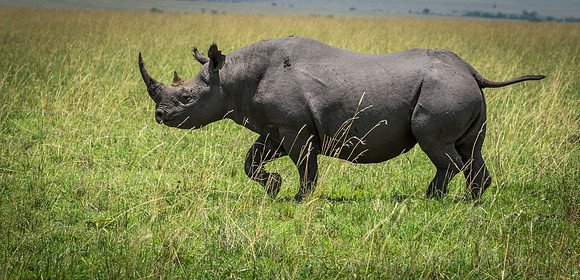 _J0A2016 ... Black Rhino..."Diceros bicornis"...Masai Mara Kenya