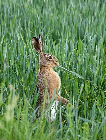 Brown Hare .... "Lepus capensis" eating
