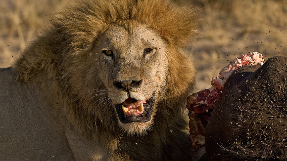 Lion on a kill... Botswana