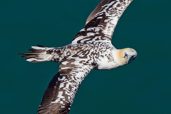 Juvenile Gannet......."Morus bassanus"