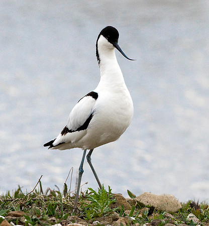 Avocet guarding nest site......"Recurvirostra avosetta"
