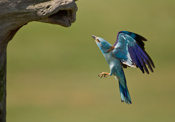 European Roller ..."Coracias garrulus" .. entering nest.