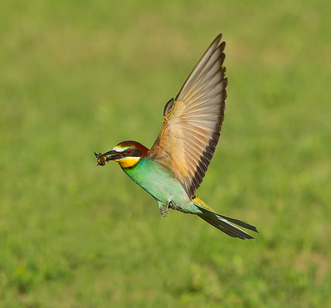 European Bee-eater .."Merops apiaster"