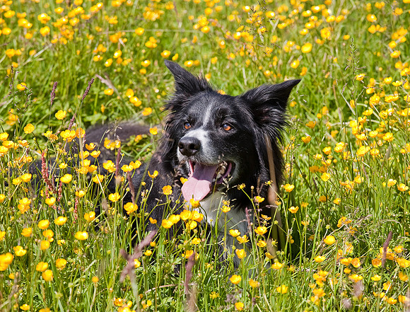 Amongst the fields of buttercups