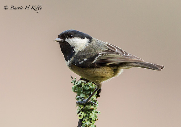 _S0G3321......"Coal Tit .. "Periparus ater"