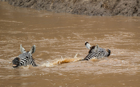 _D9R3566..Burchells  Zebras...."Equus quagga" Masai Mara Kenya.