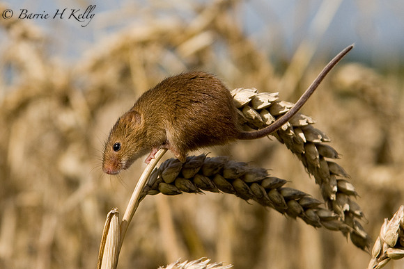 Harvest Mouse ...  "Micromys minutus".... on cereal crop