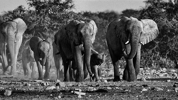 Elephants heading to a water hole "Loxodonta Africana" Namibia.