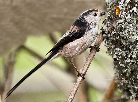 Long Tailed Tit at nest  ......." Aegithalos caudatus"