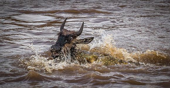 _D9R2585..Wildebeest ...."Connochaetes taurinus" Crocodile "Crocodylinae" Masai Mara Kenya.