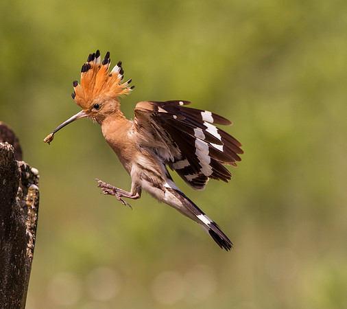 Hoopoe ..."Upupa epops" ....  entering nest