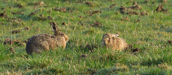 Brown Hares ....  "Lepus capensis"