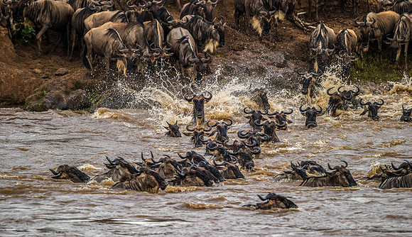 _D9R2039.. Wildebeest...."Connochaetes taurinus"..Masai Mara