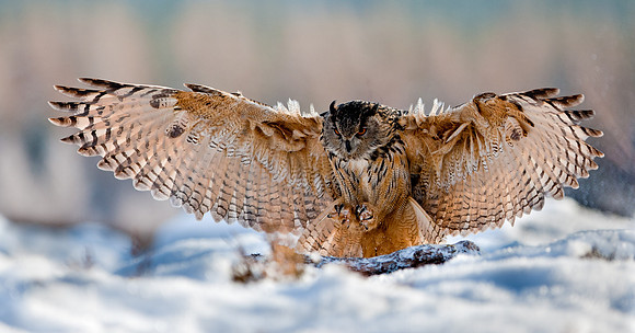 European Eagle Owl... "Bubo bubo"