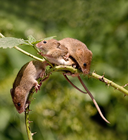 Harvest Mice........ "Micromys minutus"