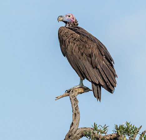 _D9R6904..Lappet-faced Vulture. .."Torgos tracheliotos"  Masai Mara Kenya.