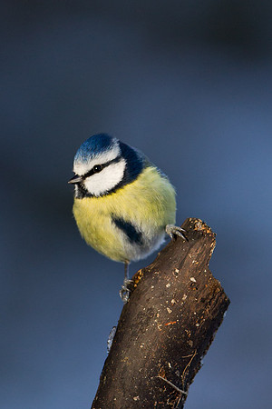 Blue tit ....  "Parus caeruleus" ....  In cold winter light.