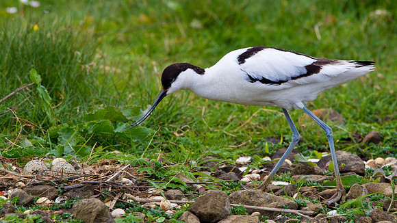 Avocet returning to the nest......"Recurvirostra avosetta"
