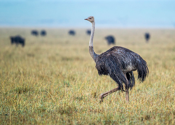 _D9R5076 Ostrich .."Struthio camelus" Male...Masai Mara Kenya.