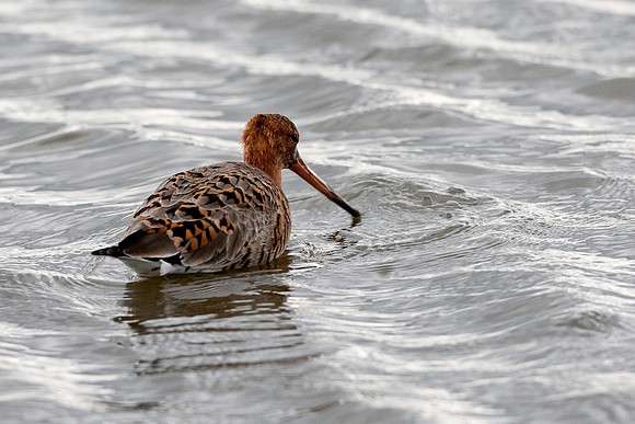 Black-Tailed Godwit in choppy water   ...."Limosa limosa"