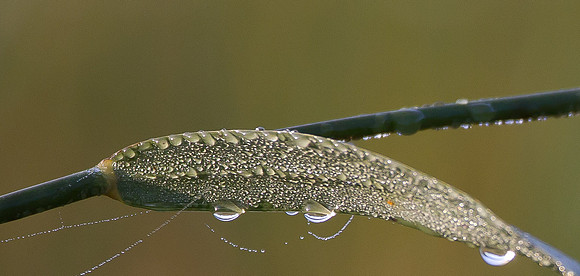 Melting frost
