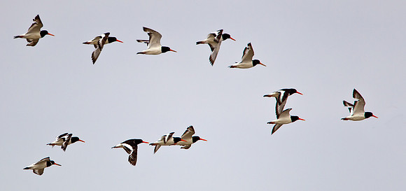 Oystercatchers ....."Haematopus ostralegus" against a bland sky