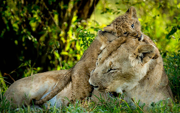 _J0A2709 ...Lioness ...."Panthera Leo".. Mother and cub. A Tender moment. Masai Mara Kenya.