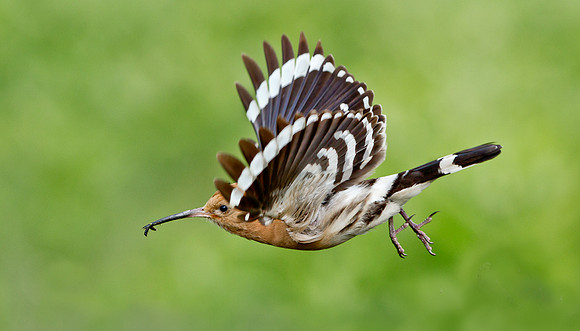 Hoopoe ..."Upupa epops"