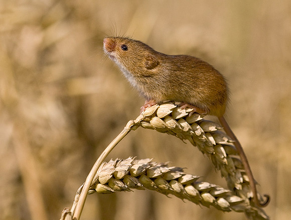 Harvest Mouse  .... "Micromys minutus" on alert