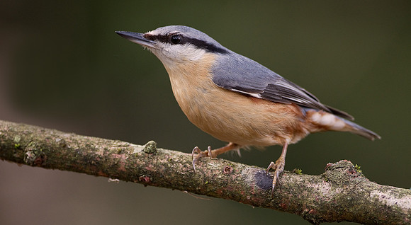 Nuthatch..... "Sitta europaea"