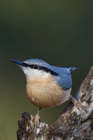 Nuthatch...... "Sitta europaea"