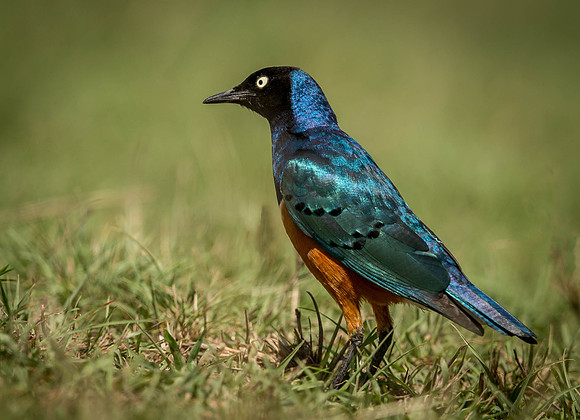_D9R9350 ... Superb Starling..."Lamprotornis superbus".. Masai Mara Kenya.