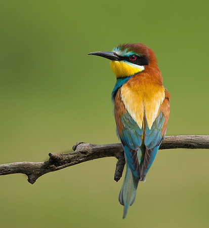 European Bee-eater .."Merops apiaster"