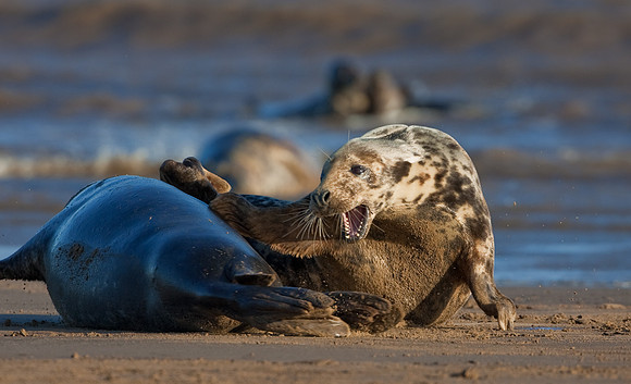 Atlantic Grey Seal showing aggression