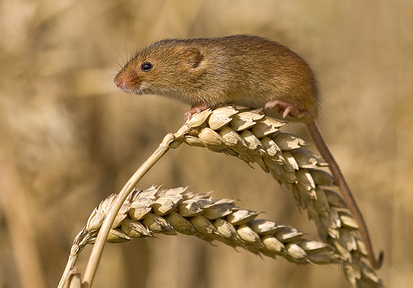 Harvest Mouse ..... "Micromys minutus"