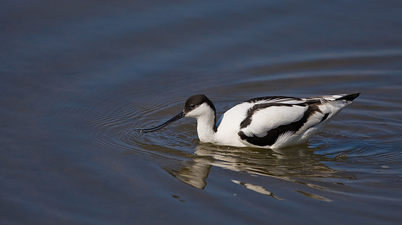 Avocet......"Recurvirostra avosetta"