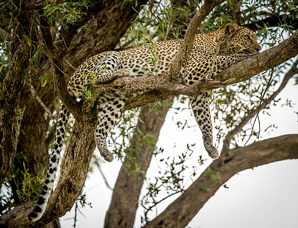 _D9R4115 ...Leopard ..."Panthera pardus" Masai Mara Kenya.