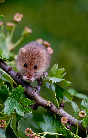 Harvest Mouse on Hawthorn branch....... "Micromys minutus"