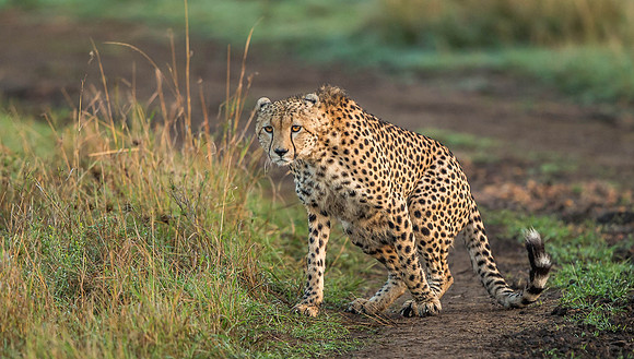 _D9R7685... Cheetah ..." "Acinonyx jubatus".. Male .. Masai Mara Kenya.