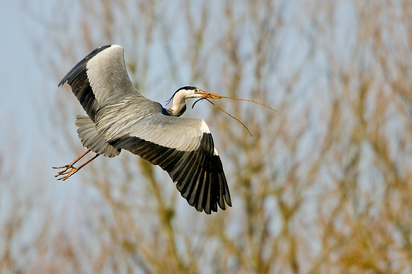 Grey Heron carrying nesting material    ....   "Ardea cinerea"