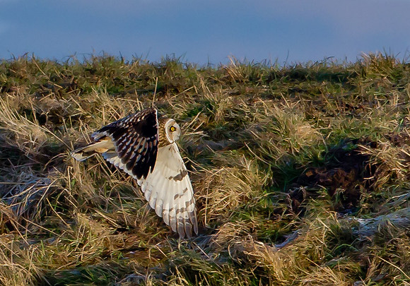 Short-Eared Owl  .."Asio flammeus"