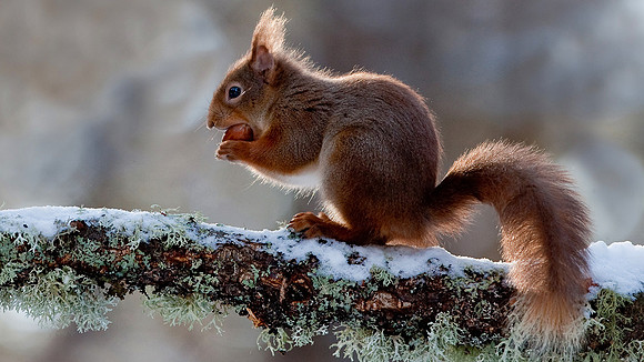 Red Squirrel in winter.... Scotland.