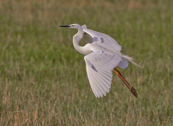 Great White Egret ... "Ardea alba"