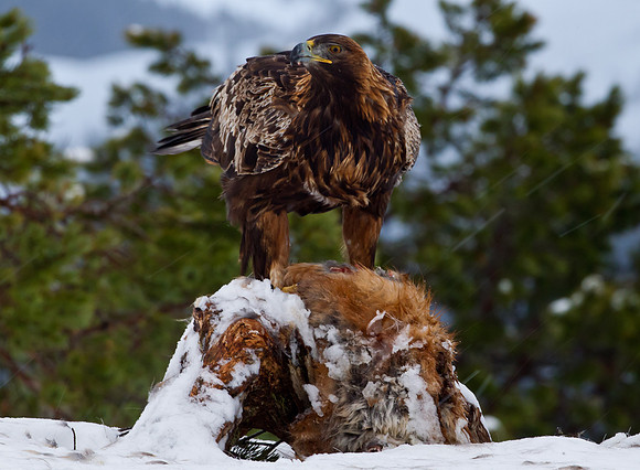 Golden Eagle "Aquila chrysaetos"...