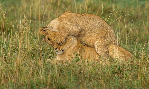 _D9R5208.. Lions ...."Panthera Leo"...Masai Mara Kenya.
