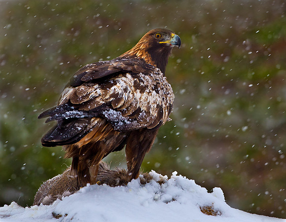 Wild Golden Eagle .... "Aquila chrysaetos"... In a snow storm