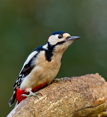 Male Great Spotted Woodpecker  .... "Dendrocopos major"