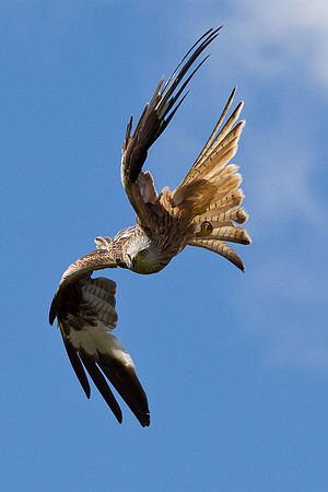 Red Kite swooping  ...."Milvus milvus".